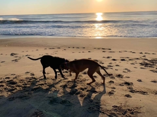 A little beach romp at Little Monmouth for Rumson dogsPhoto/Sue Hill Spakowski